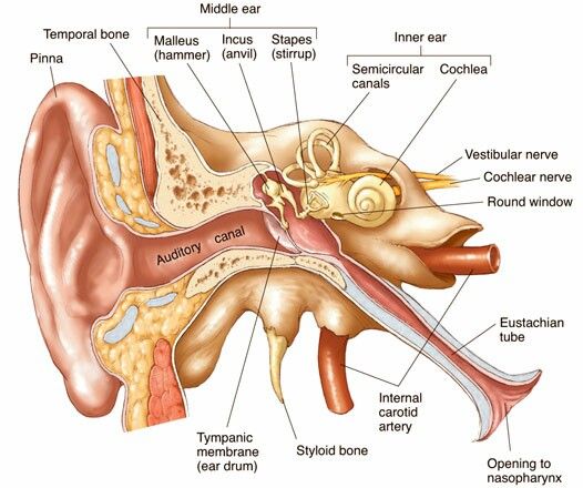 the anatomy of the ear and its major parts, including the surrounding part of the ear