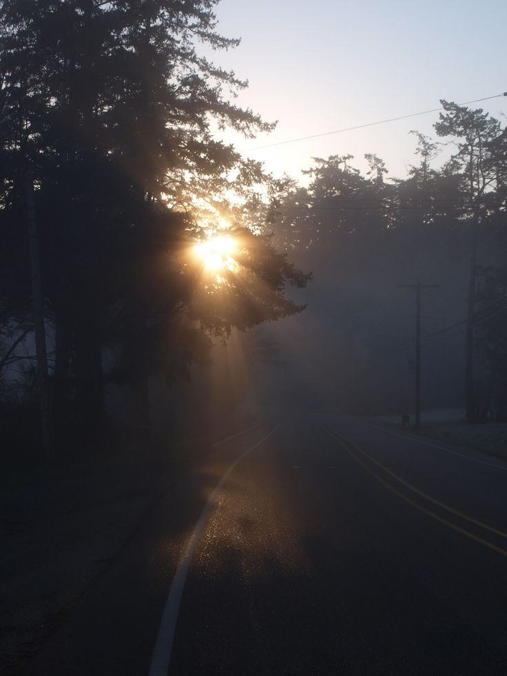 the sun is shining through the trees on a foggy road in front of some houses