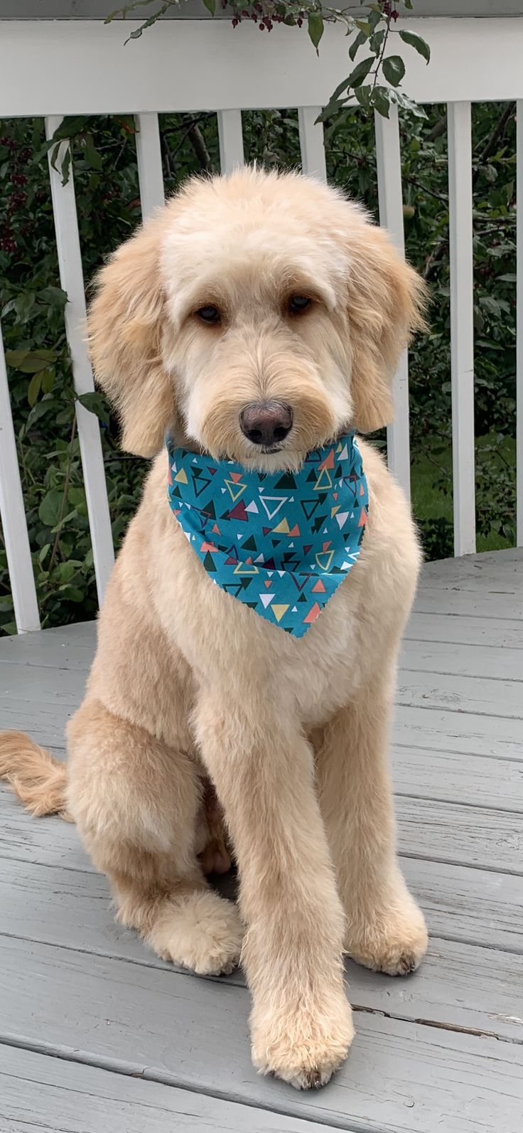 a dog sitting on a porch wearing a blue bandana