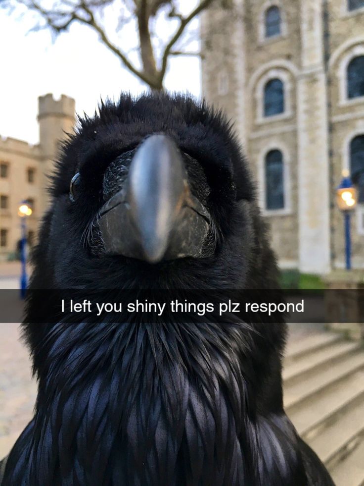 a black bird with the words i left you shiny things piz respond