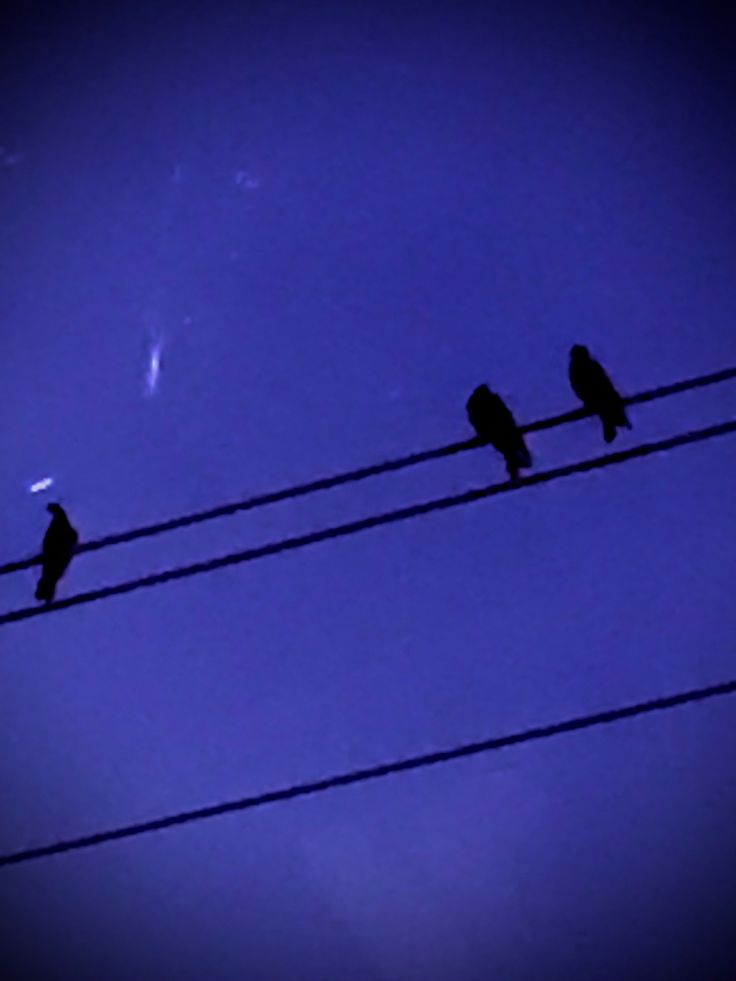 three birds sitting on power lines in the dark blue sky at night with no one around them