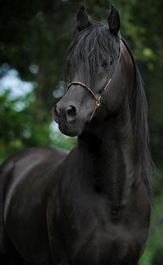 a black horse standing in front of trees and grass with its head turned to the side