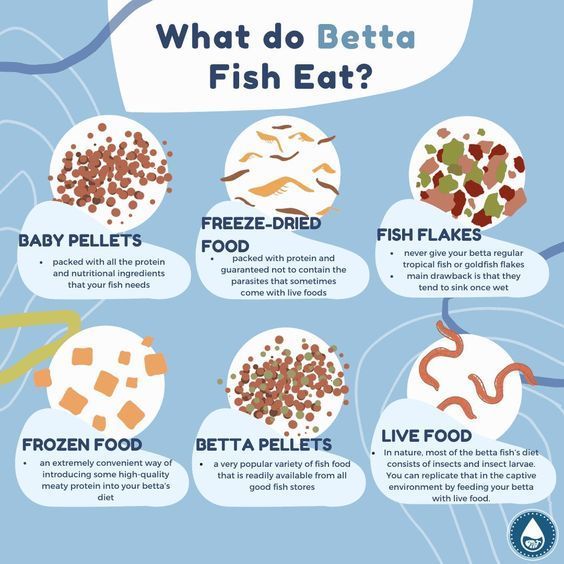 what do betta fish eat? info on blue background with white speech bubble above it