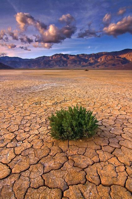 a small green plant sitting in the middle of a desert