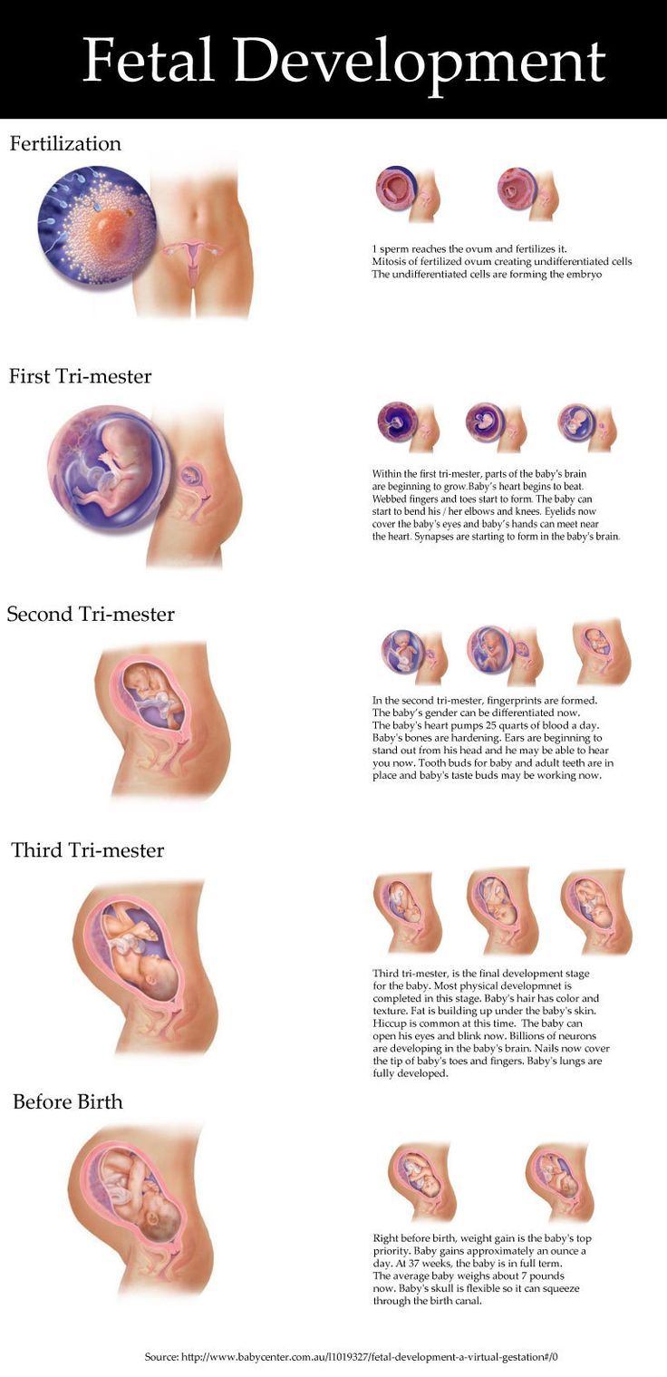 the different stages of fetusal development