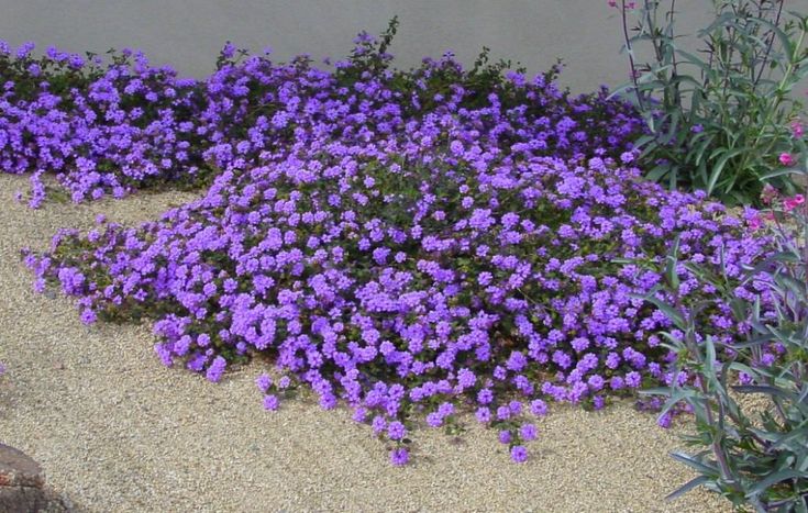 some purple flowers are growing in the sand