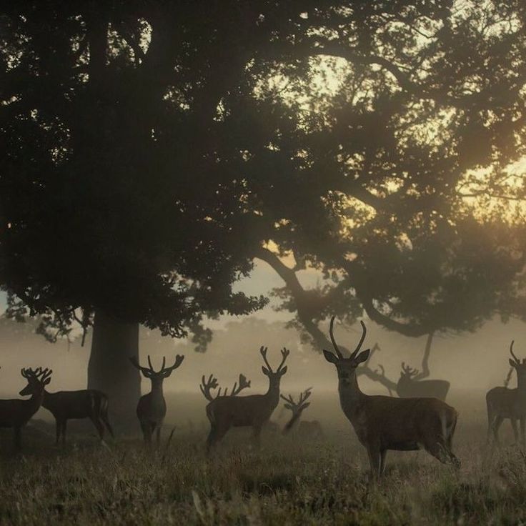 a herd of deer standing on top of a grass covered field next to a forest