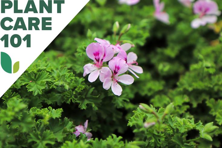 pink flowers with green leaves in the foreground and white text that reads plant care 101