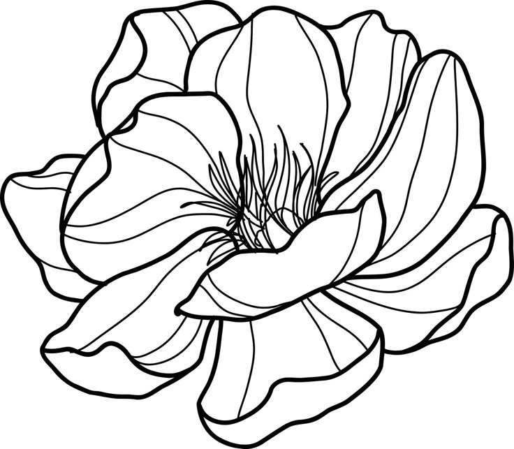 a black and white drawing of a flower with leaves on the petals, it is outlined in