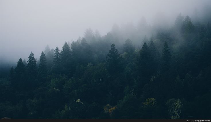 the trees are covered in fog and low lying clouds