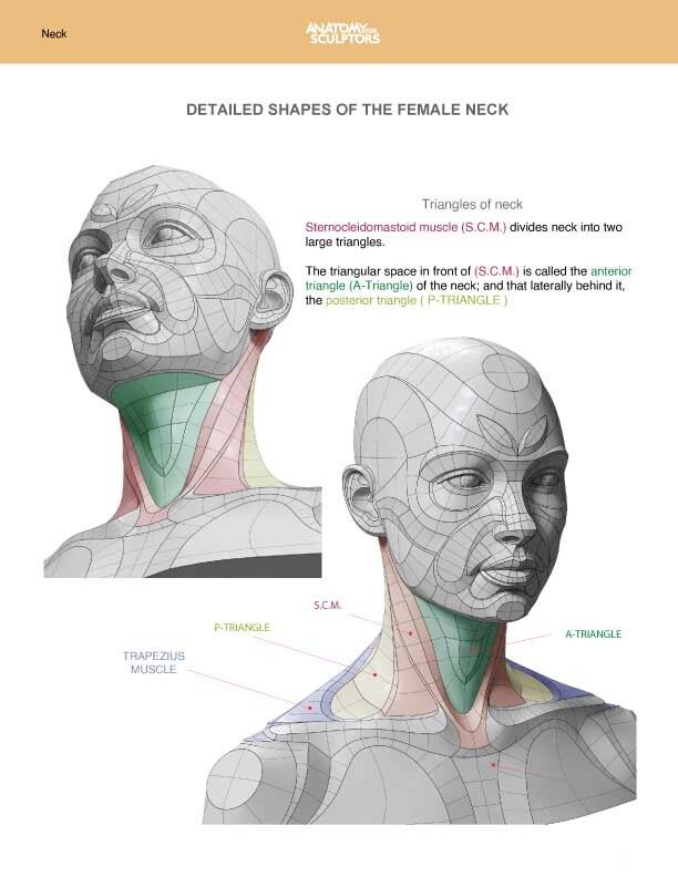 an image of the head and neck with muscles labeled in different directions, including the top half