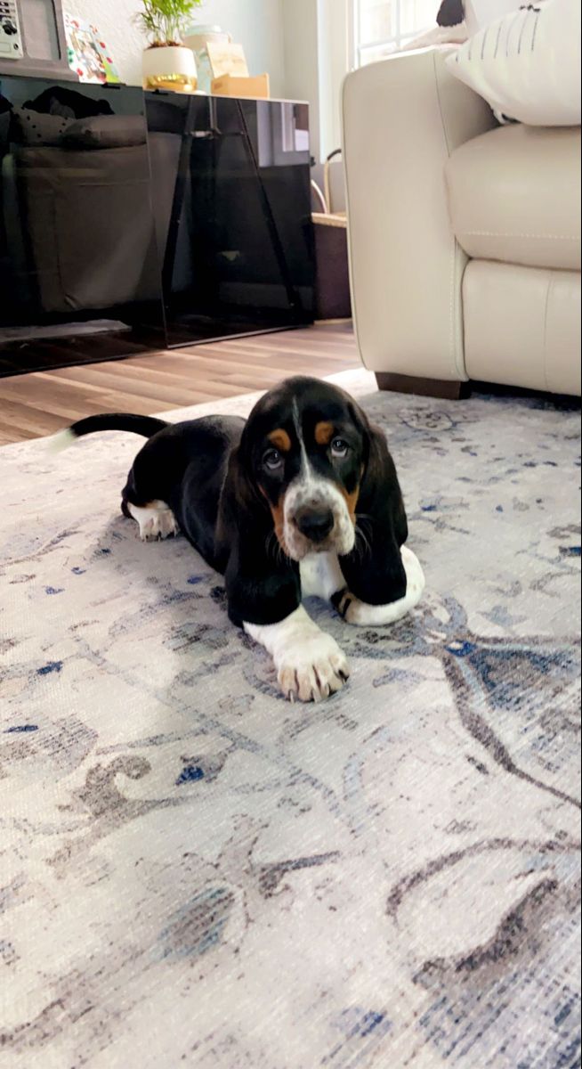 a black and brown dog laying on top of a rug