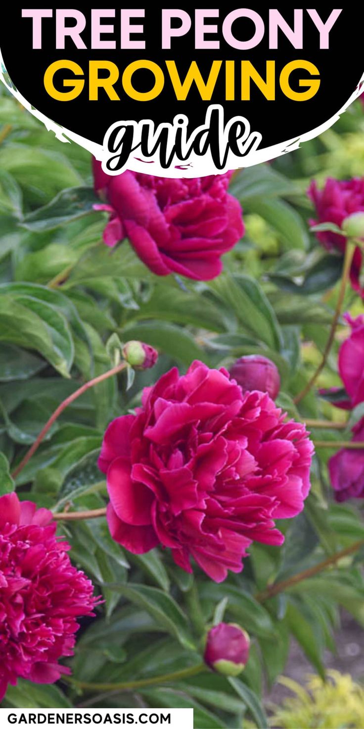 Tree Peony Care: How To Grow Tree Peonies | Shade Perennials Peony Plant Pairing, Peony Care Tips How To Grow, How To Plant Peony Roots, Planting Peony Roots, Partial Shade Perennials, Shade Perennial Garden, Shade Flowers Perennial, Perennial Bushes, Garden Peonies