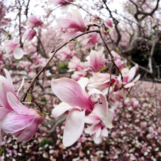 pink flowers blooming on the branches of trees