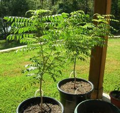 there are three potted plants in the yard