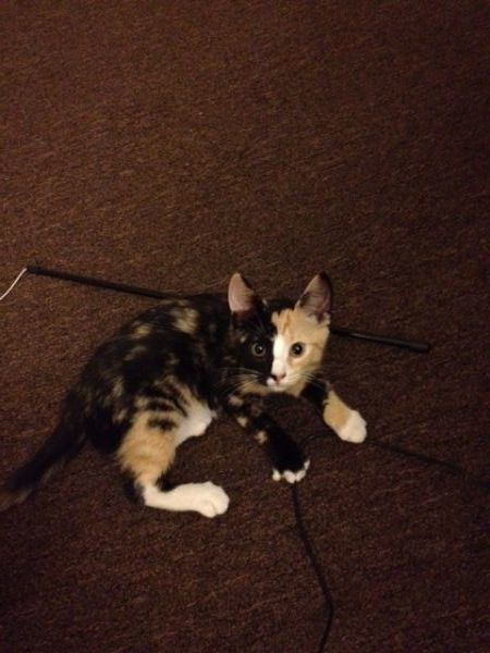 a cat is laying on the floor with a leash