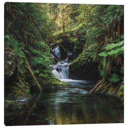 a river running through a lush green forest