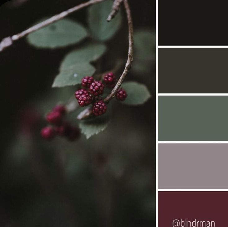 some berries are on a branch with green leaves and red berries in the center, along with dark gray hues