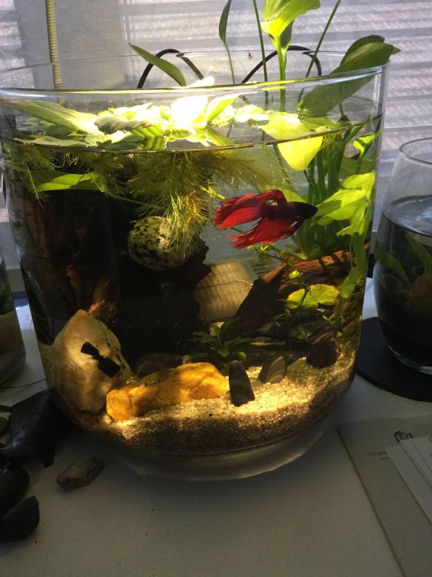 a fish tank filled with plants and other aquatic items on a table next to a window