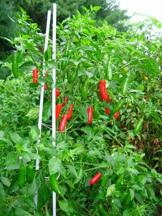 red peppers are growing on the plant in the garden