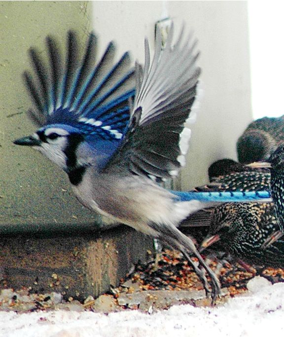 a blue jay flapping it's wings in front of another bird on the ground