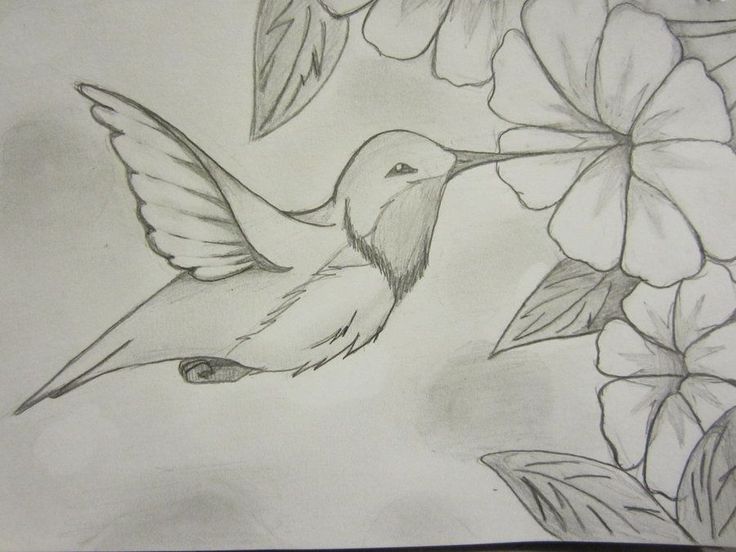 a pencil drawing of a hummingbird and flowers