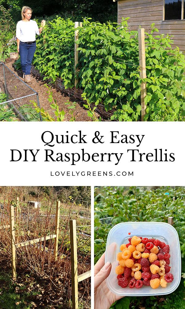 quick and easy diy raspberry trelliss to grow in the garden