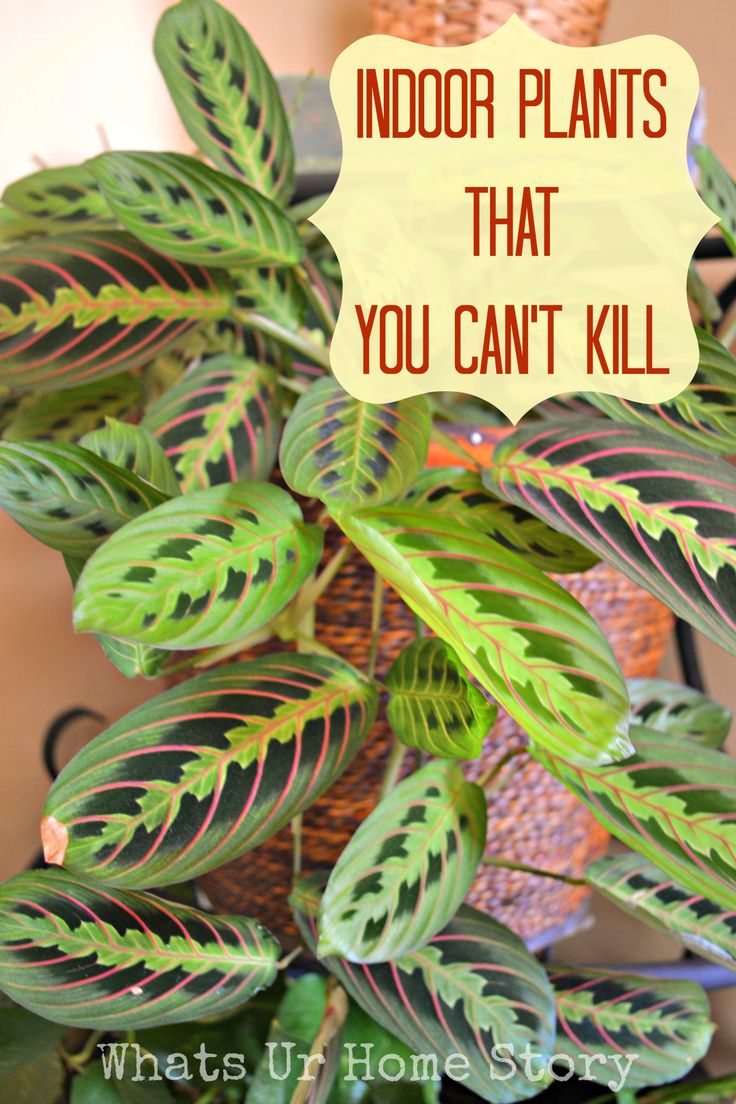 indoor plants that you can't kill