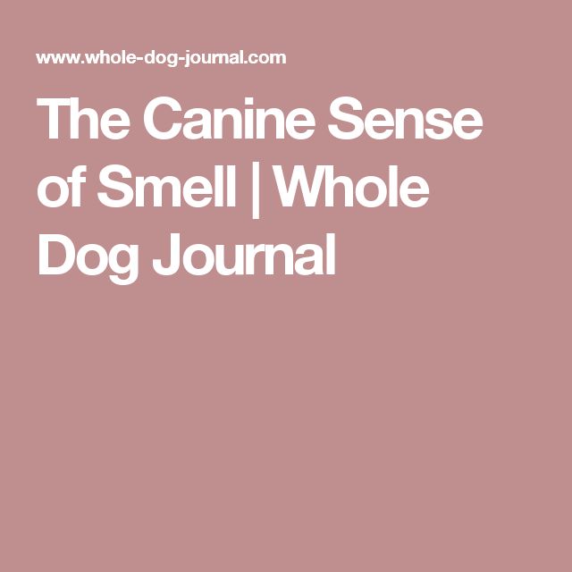 the canine sense of smell / i whole dog journal by wolf - doula com