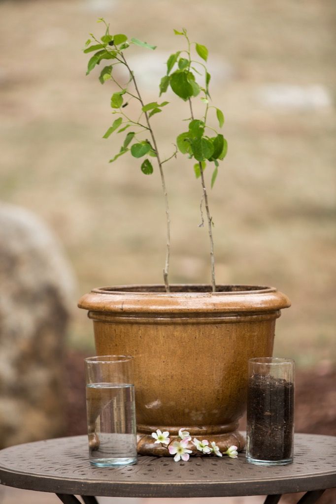 a potted plant sitting on top of a table next to two glasses filled with water