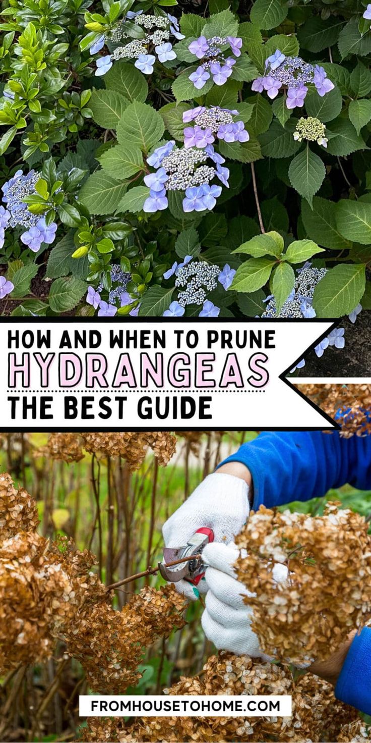 how and when to prune hydrangea's the best guide