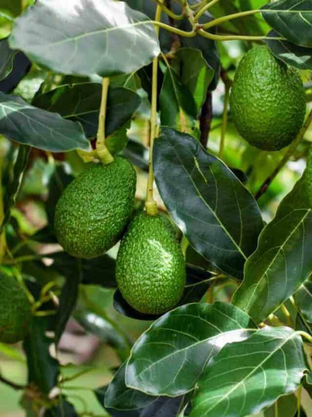 green avocados growing on a tree with leaves