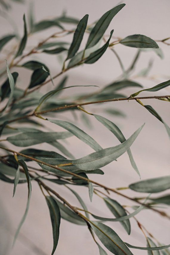 an olive branch with green leaves on it