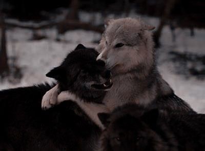 two black and white wolfs playing with each other in the snow, one is biting another's ear