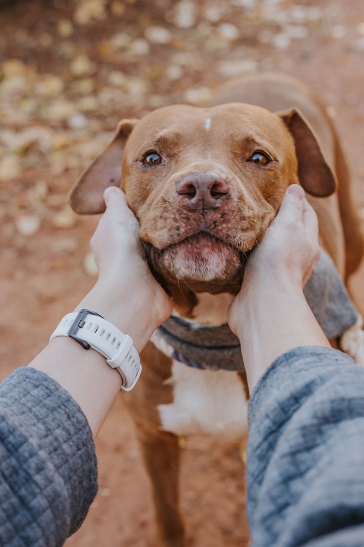 a dog is being petted by someone's hands on a dirt ground with trees in the background