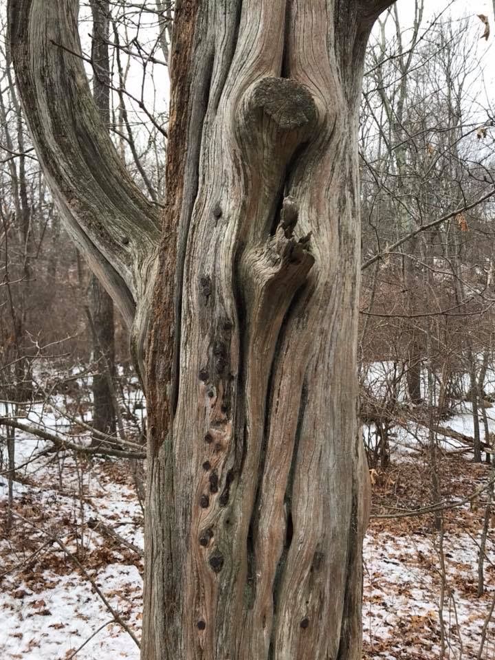 an old tree that has been carved into it's trunk in the winter time