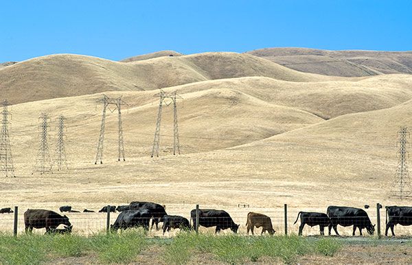 a herd of cattle grazing on top of a dry grass covered field next to power lines