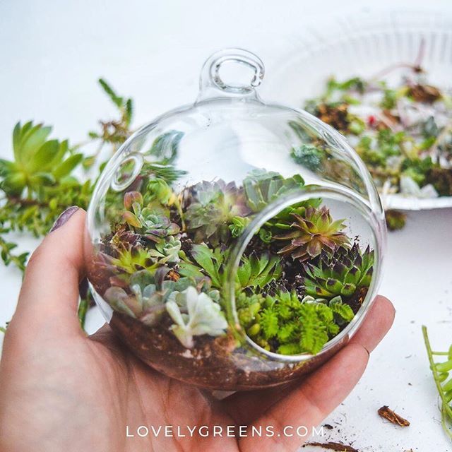 a hand holding a glass ball filled with plants on top of a white table next to plates