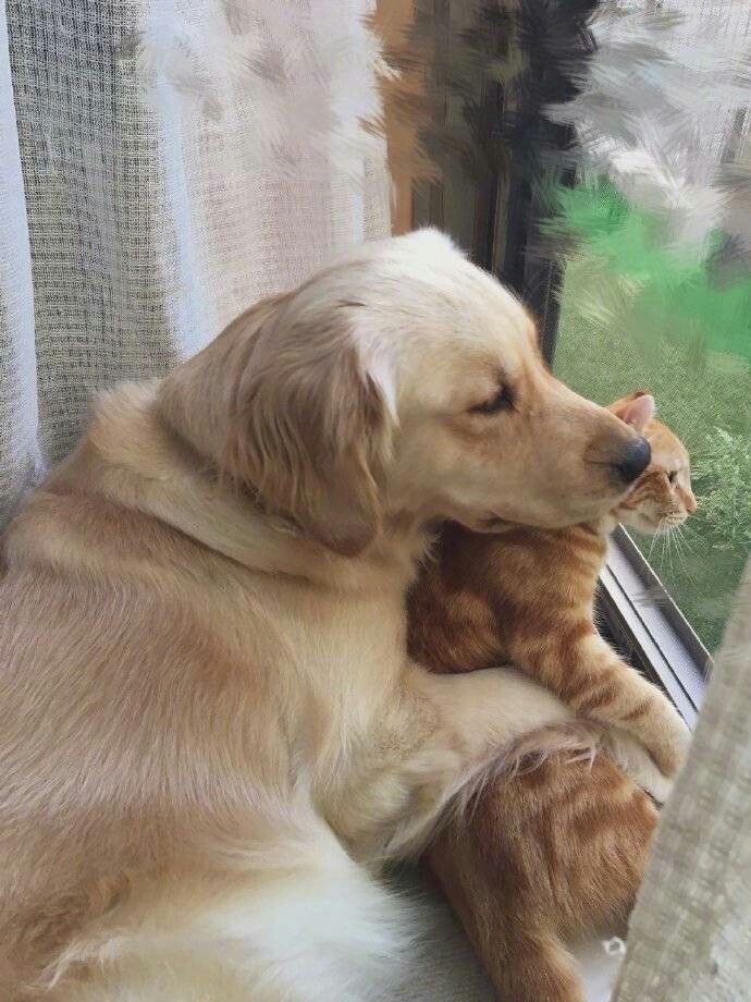 an orange and white dog laying on top of a window sill