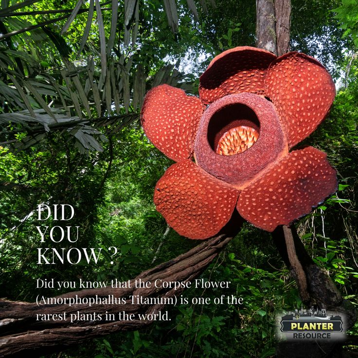 a large flower hanging from the side of a tree in front of some green leaves