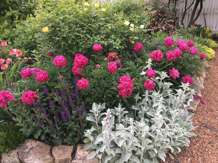 pink and white flowers are growing in the garden next to a rock planter with green leaves