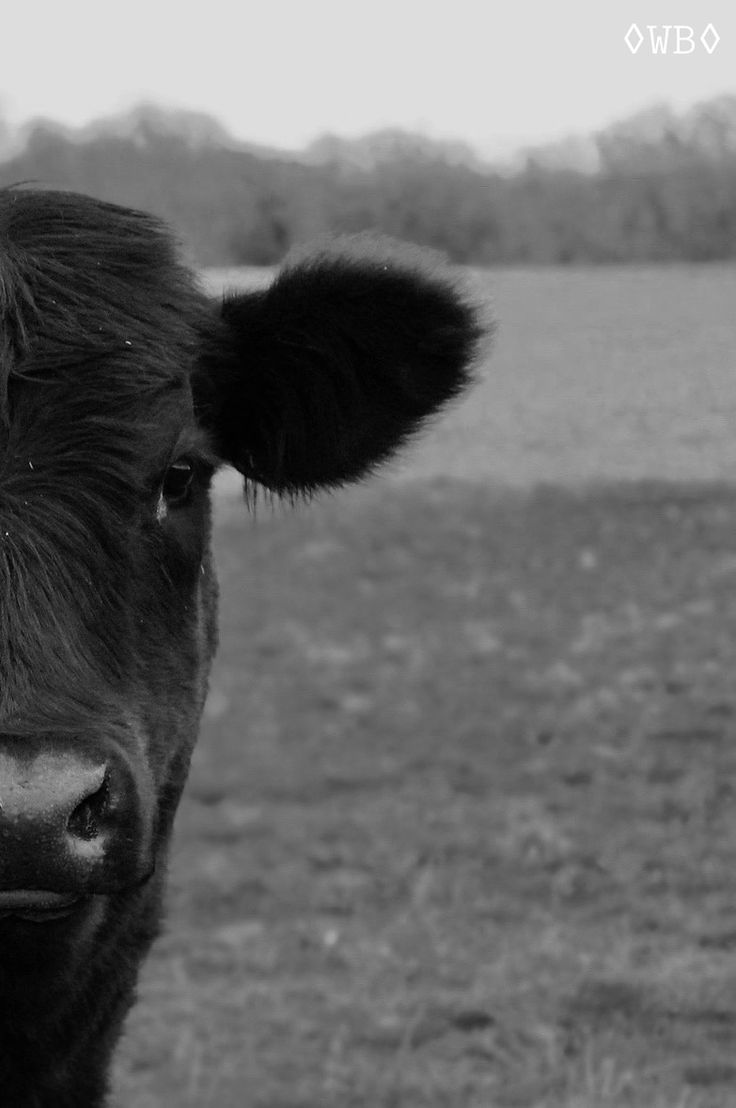 a black and white photo of a cow looking at the camera with an open field in the background