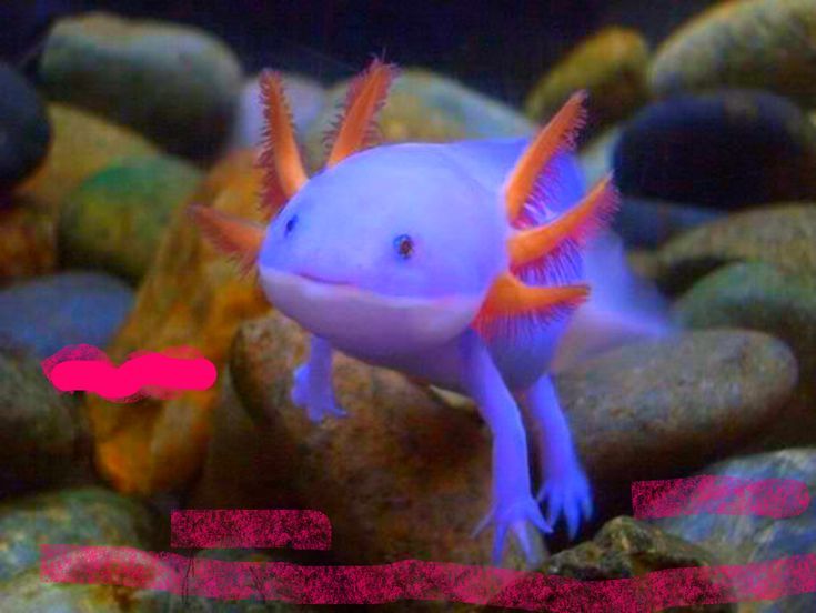 a blue axolotl nameed axe Pokemon In Real Life, Axolotl Cute, Animal Nails, Big Animals, Underwater Creatures, Fish Drawings, Charles Darwin, Animal Sketches, Weird Animals