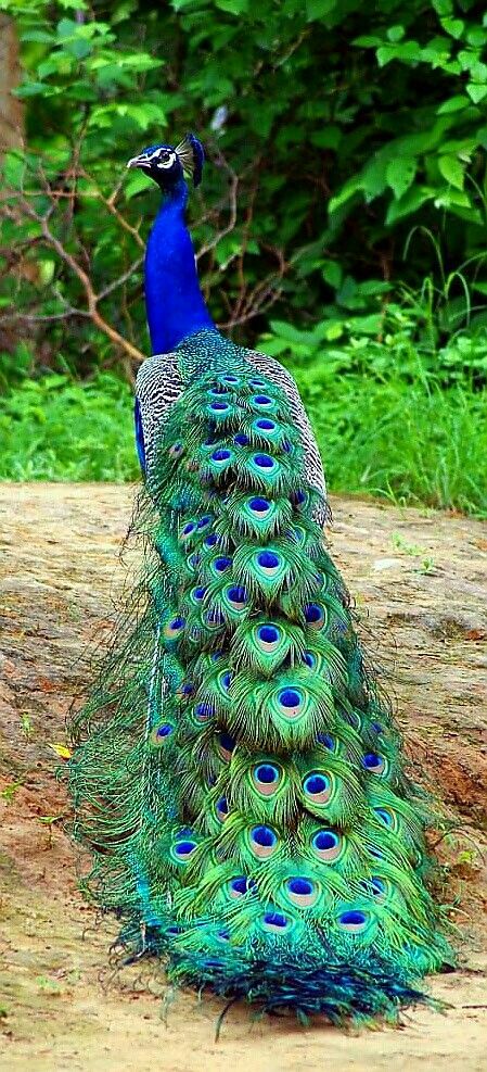 a peacock with its feathers spread out on the ground in front of some trees and bushes