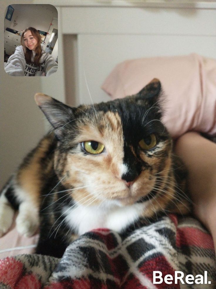 a calico cat sitting on top of a bed next to a woman's face