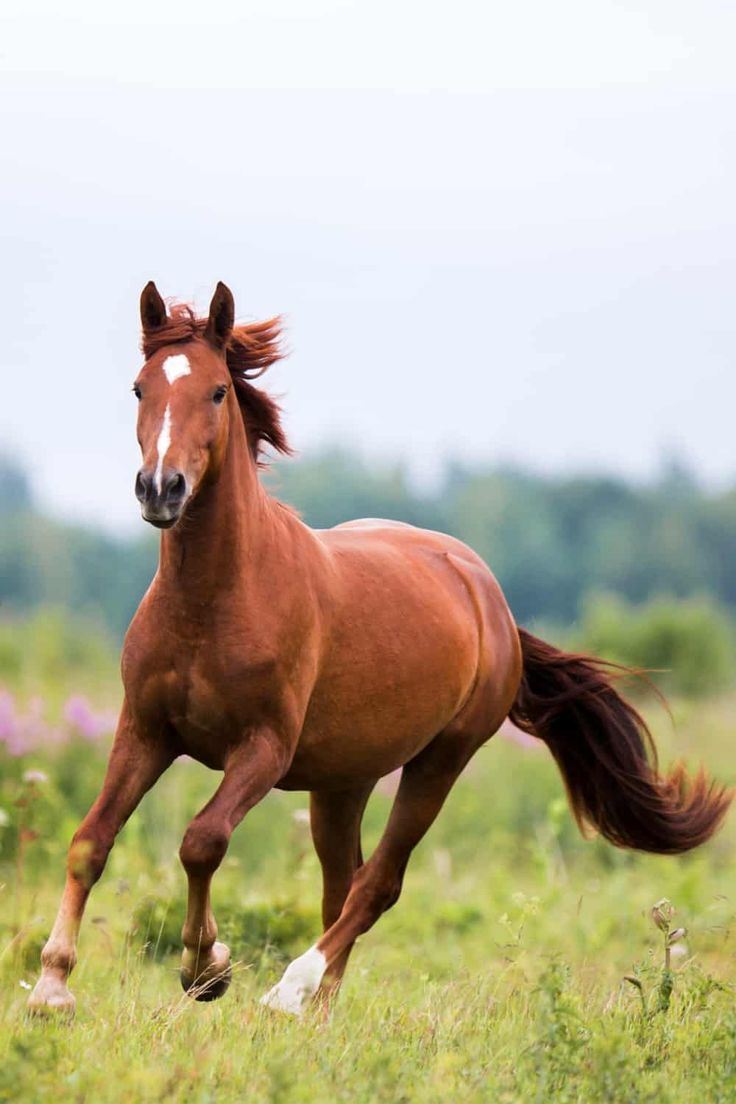 a brown horse running through a lush green field