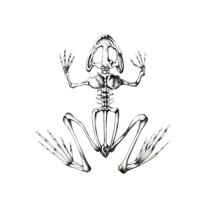 a skeleton frog sitting on top of it's back legs with its arms outstretched