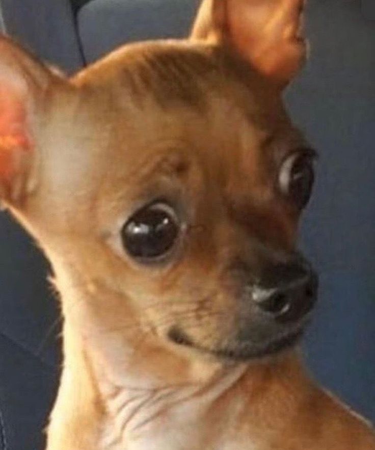 a small chihuahua dog sitting in the back seat of a car looking at the camera