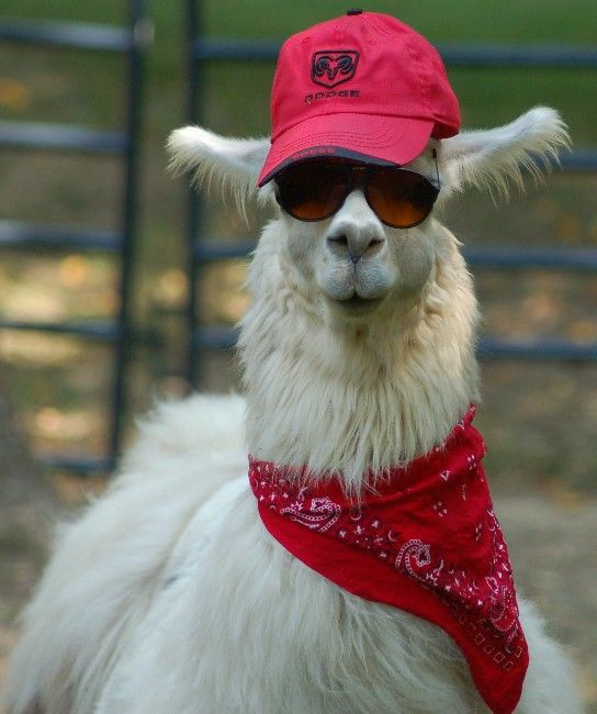 a llama wearing a red bandana and sunglasses