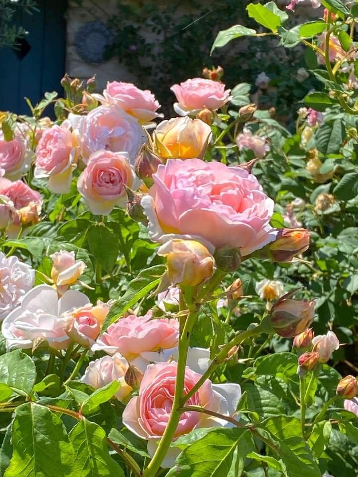 many pink and white roses are in the garden with green leaves on it's stems